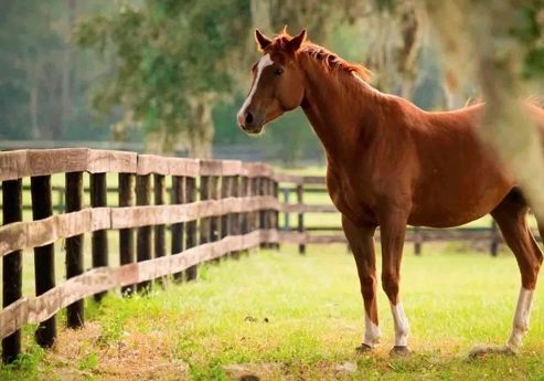 Living in Marion County, Florida: Horses, Springs, Dining, and So Much More 1